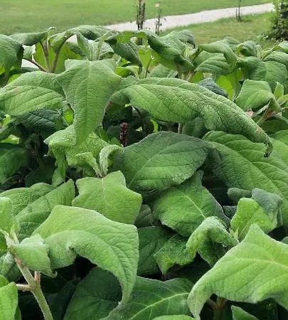 Vikendica Edenski Vrt *