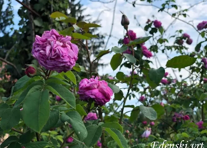 Tatil Evi Edenski Vrt