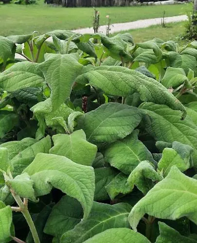 Tatil Evi Edenski Vrt *